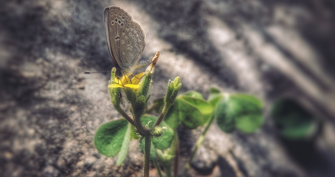 nature leaf flora free photo