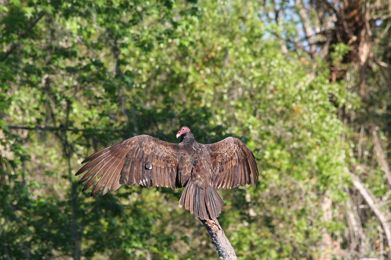 nature tree bird free photo