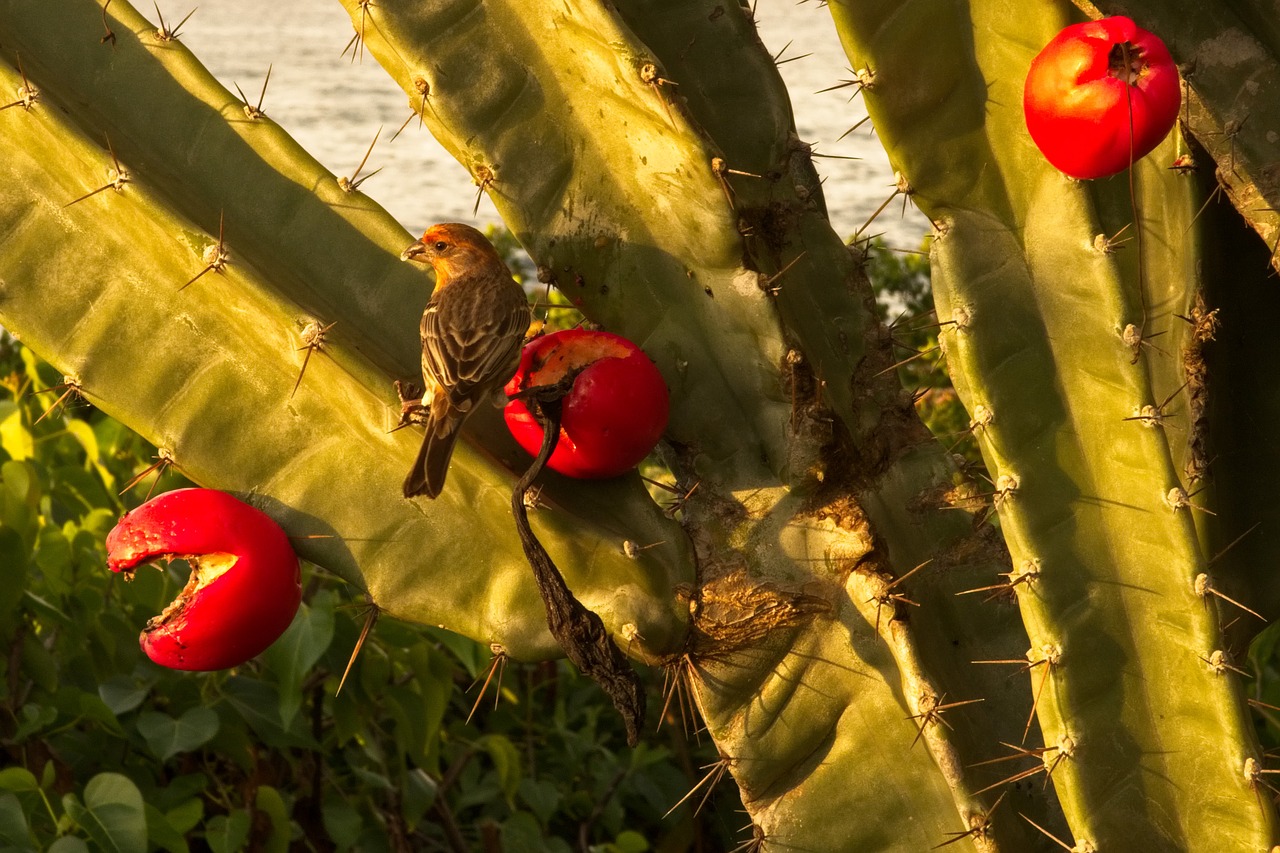 nature fruit flora free photo