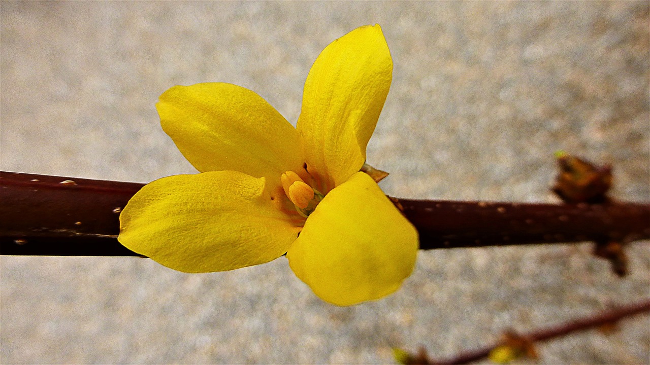 nature flower plant free photo