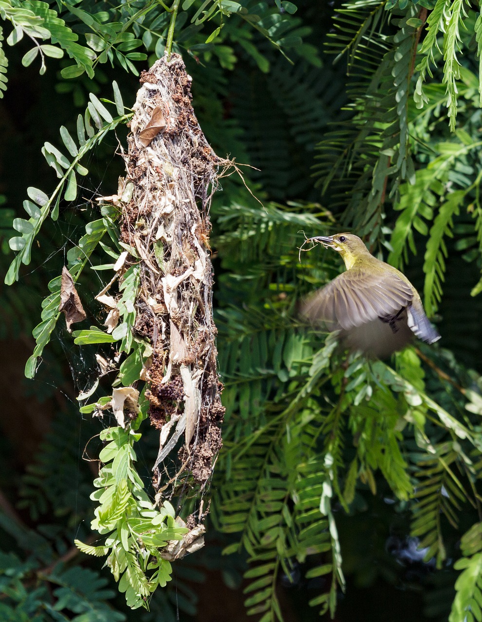 nature bird home free photo