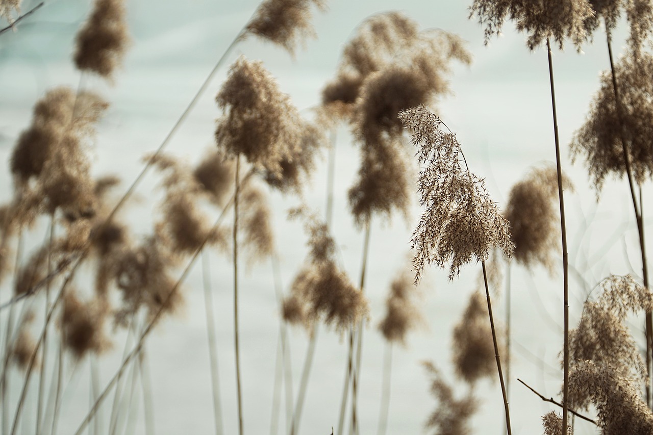 nature plant reed free photo