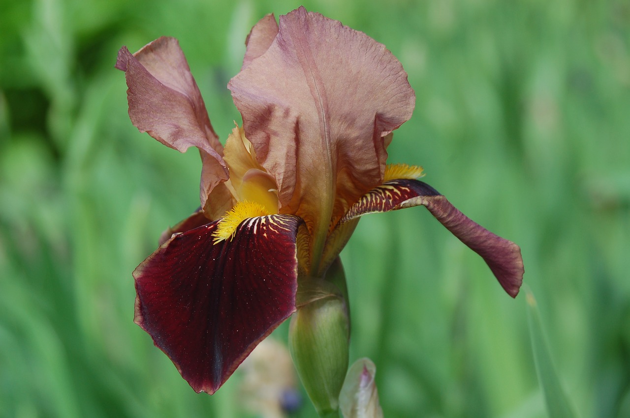 nature flower plant free photo