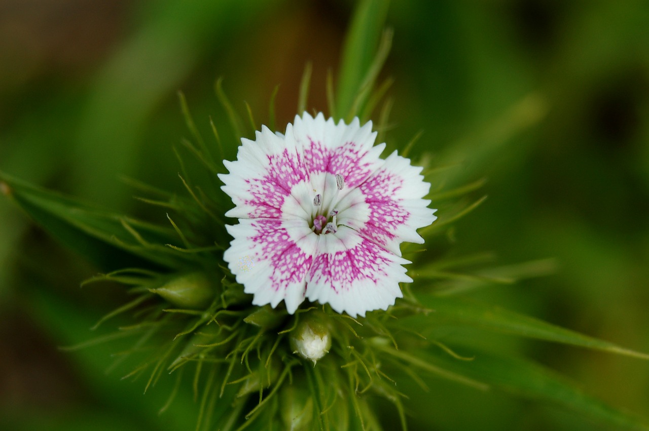 nature flower plant free photo