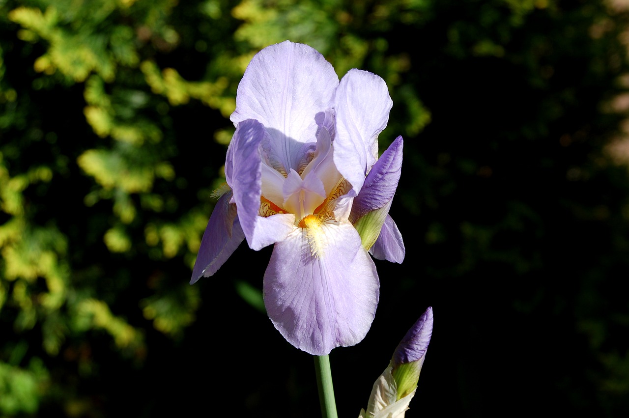 nature flower plant free photo