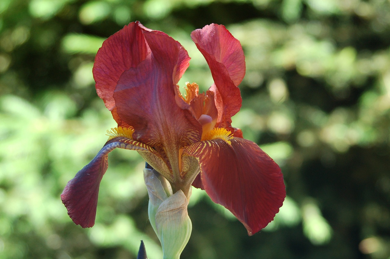 nature flower plant free photo