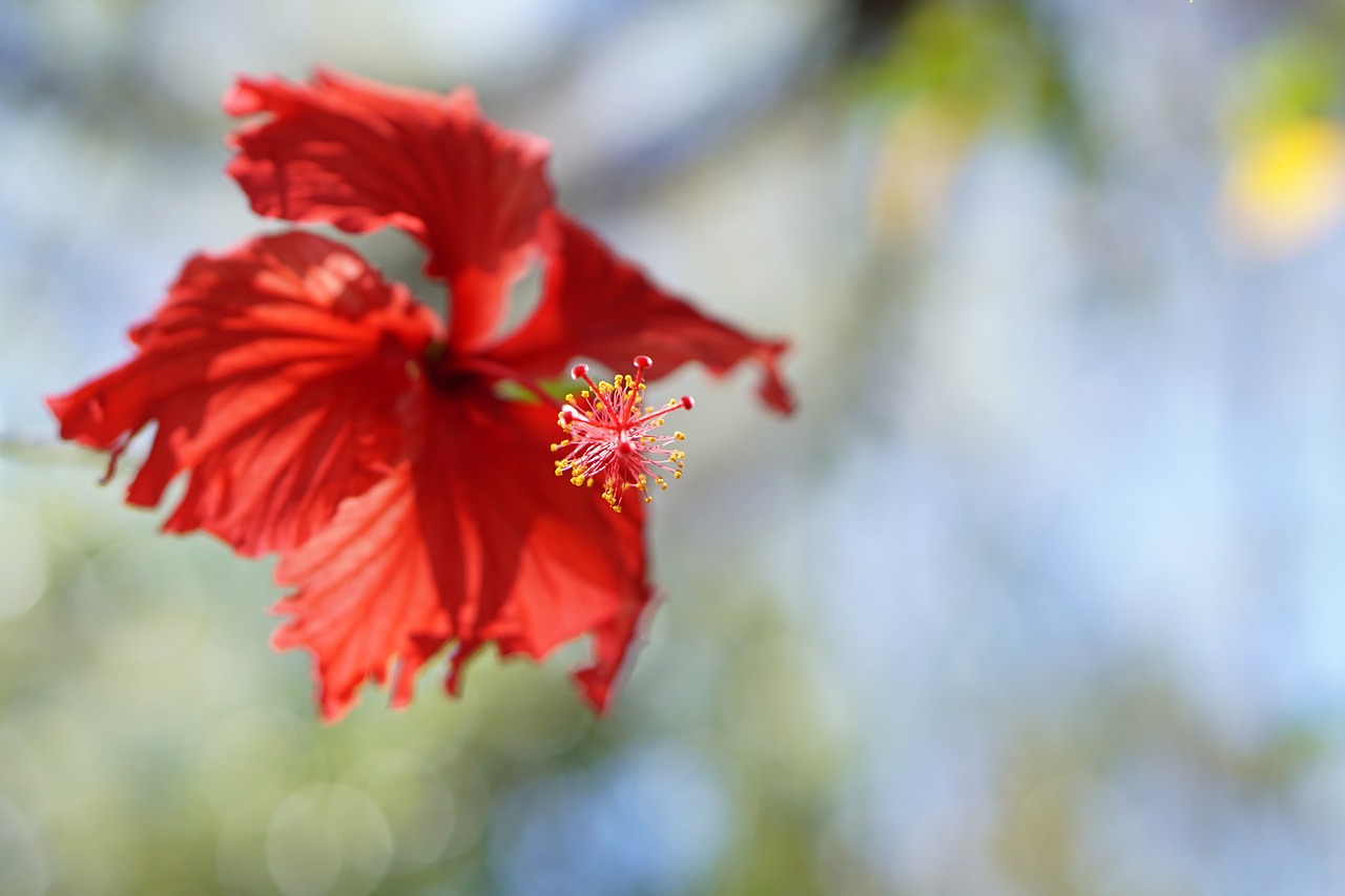 nature flower flora free photo