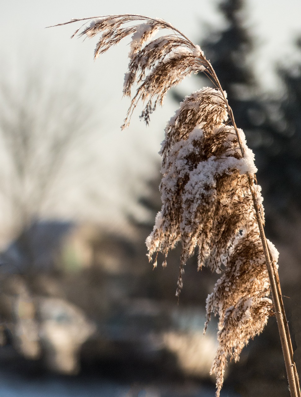 nature winter snow free photo