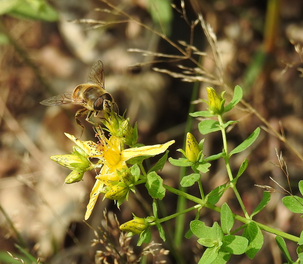 nature plant flower free photo