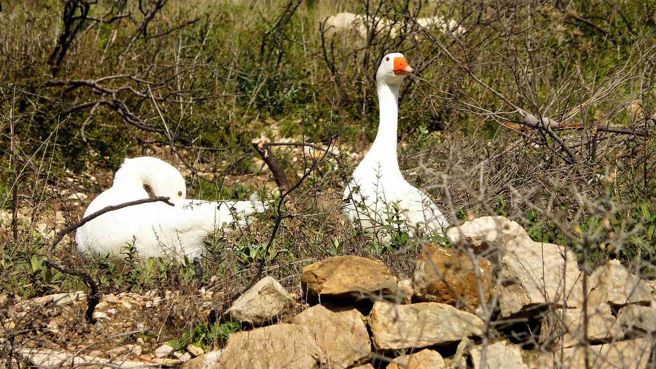 nature bird goose free photo