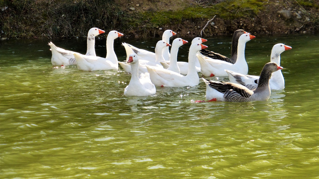 nature body of water geese free photo