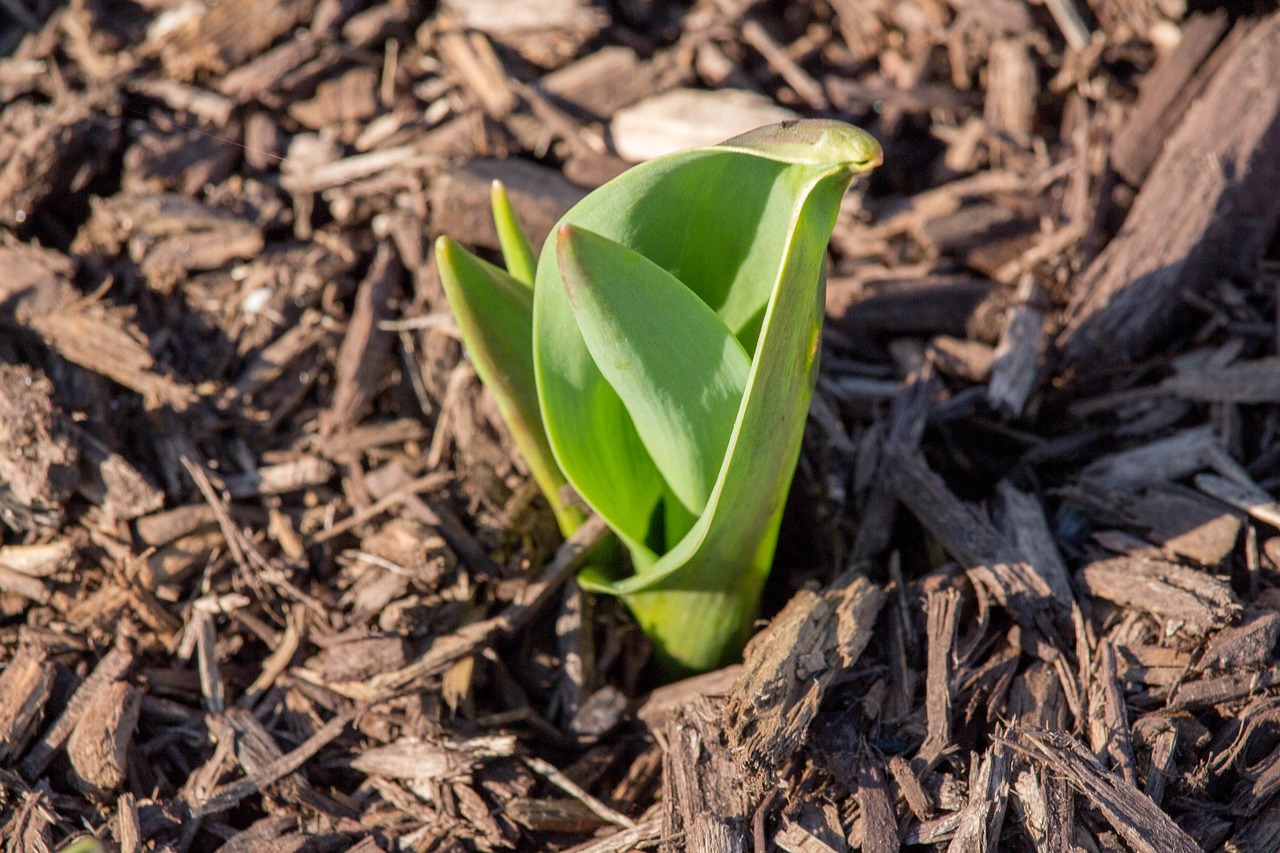 nature flora leaf free photo