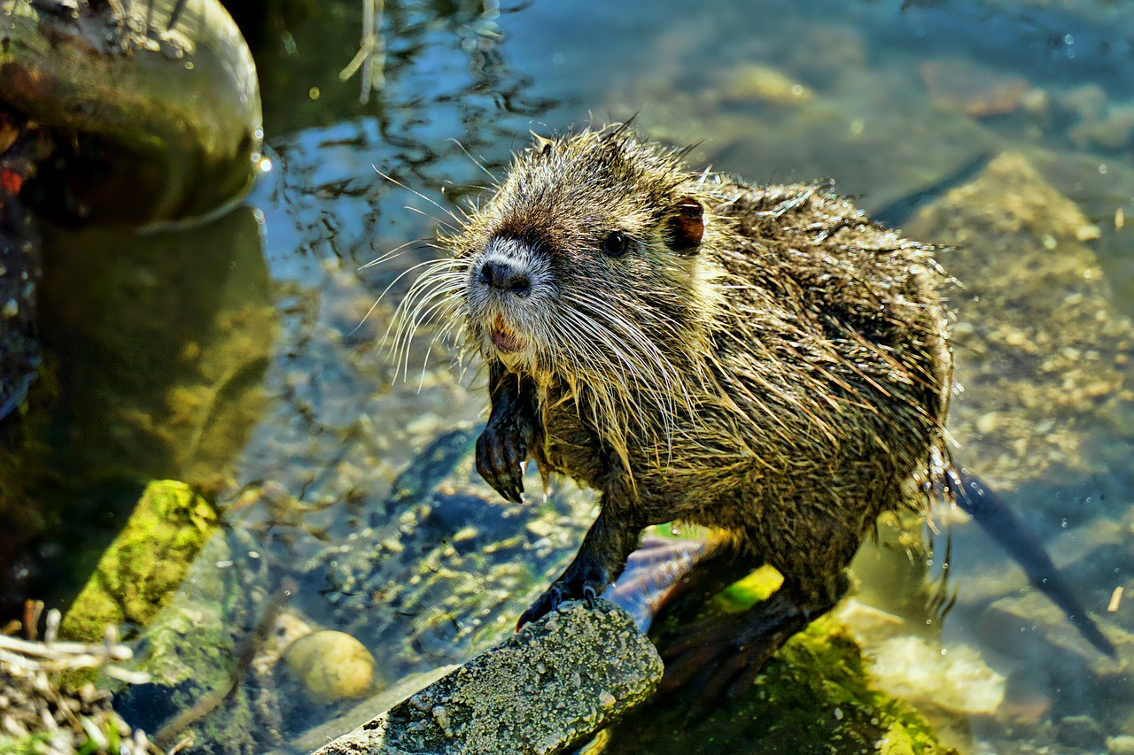 nature waters nutria-young free photo