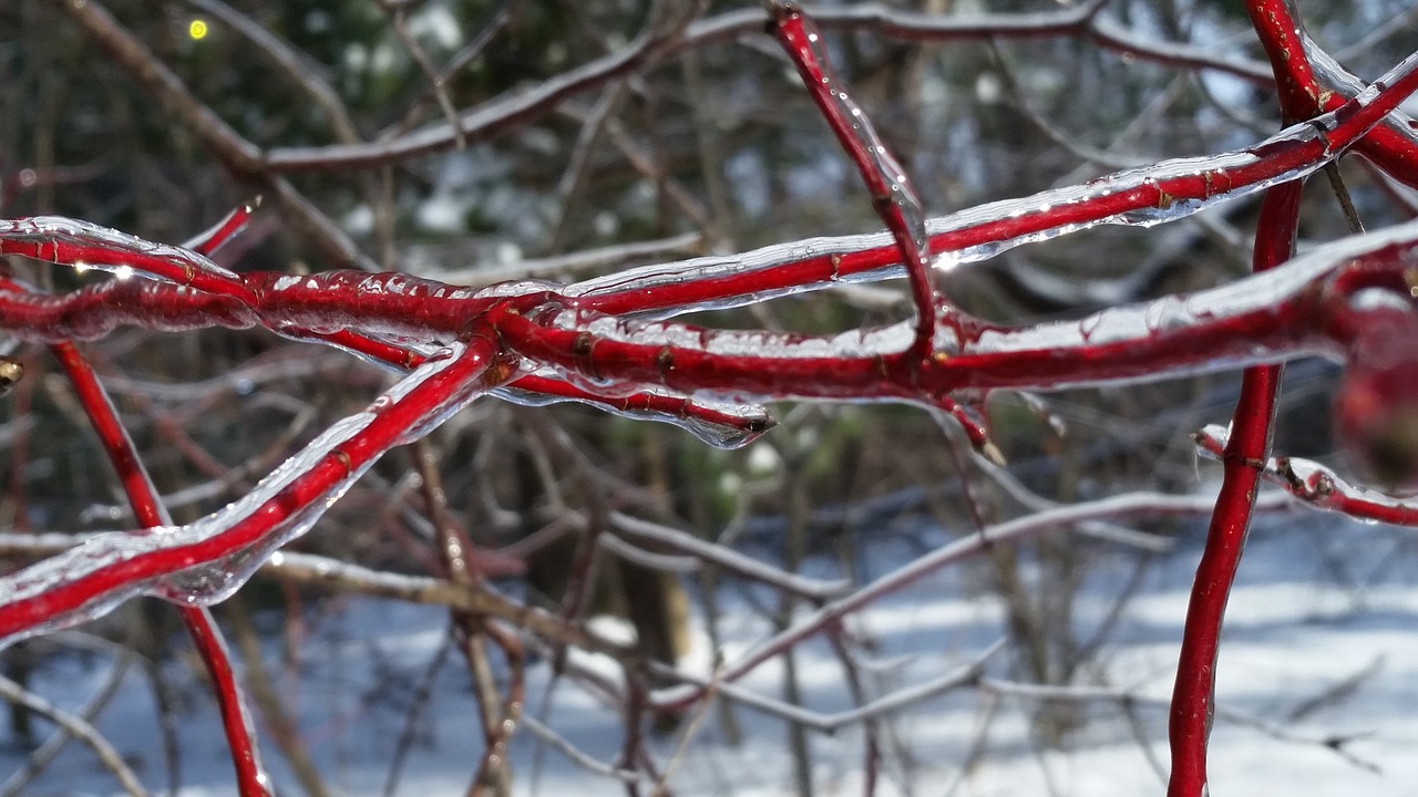 nature tree winter free photo