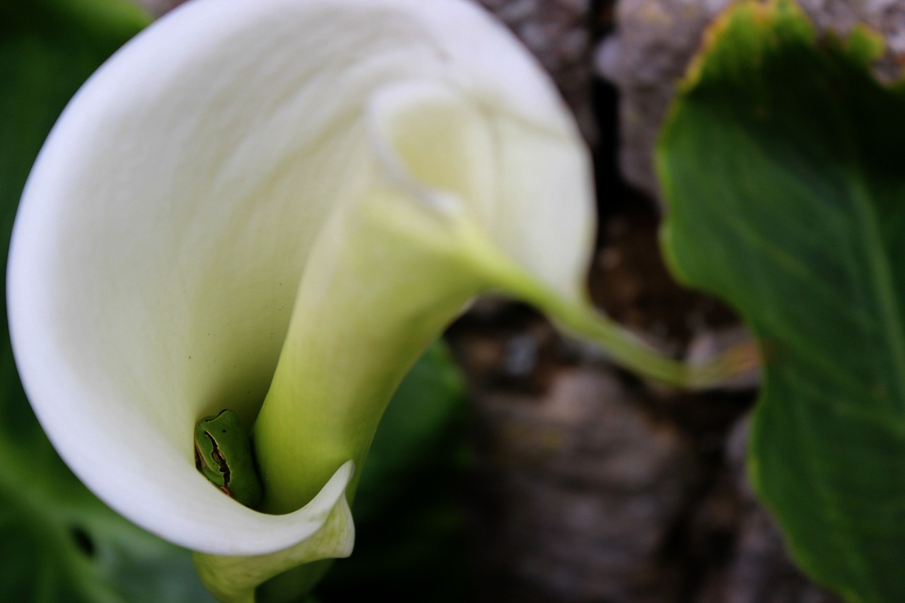 nature leaf flower free photo