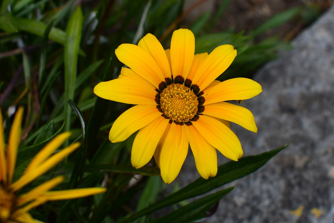 nature plant summer free photo