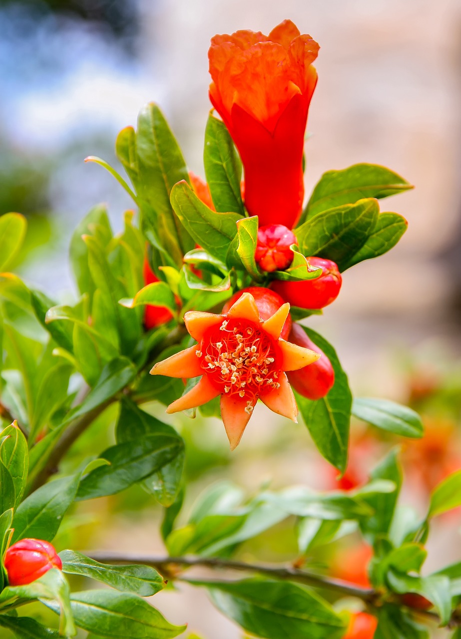 nature leaf flower free photo