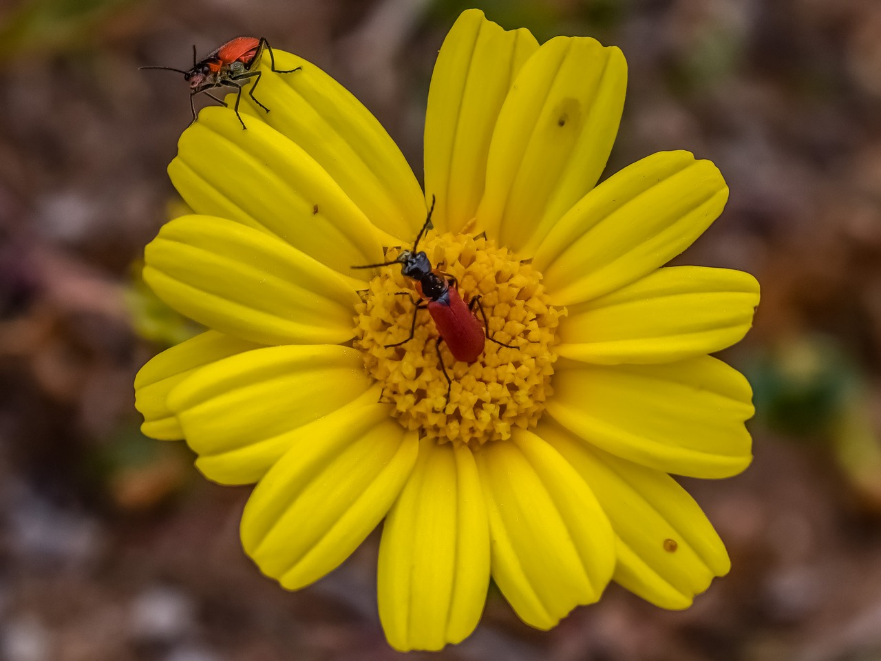 nature flora flower free photo