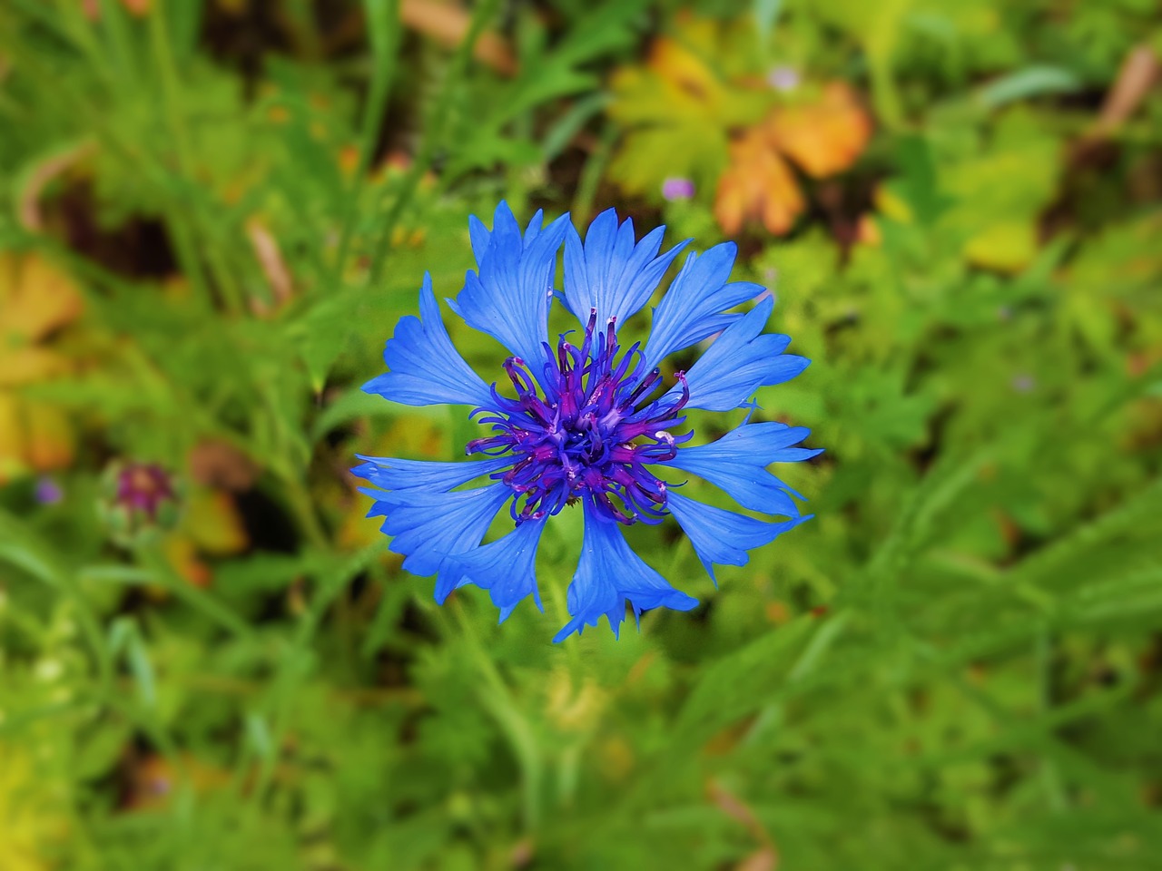 nature summer flower free photo