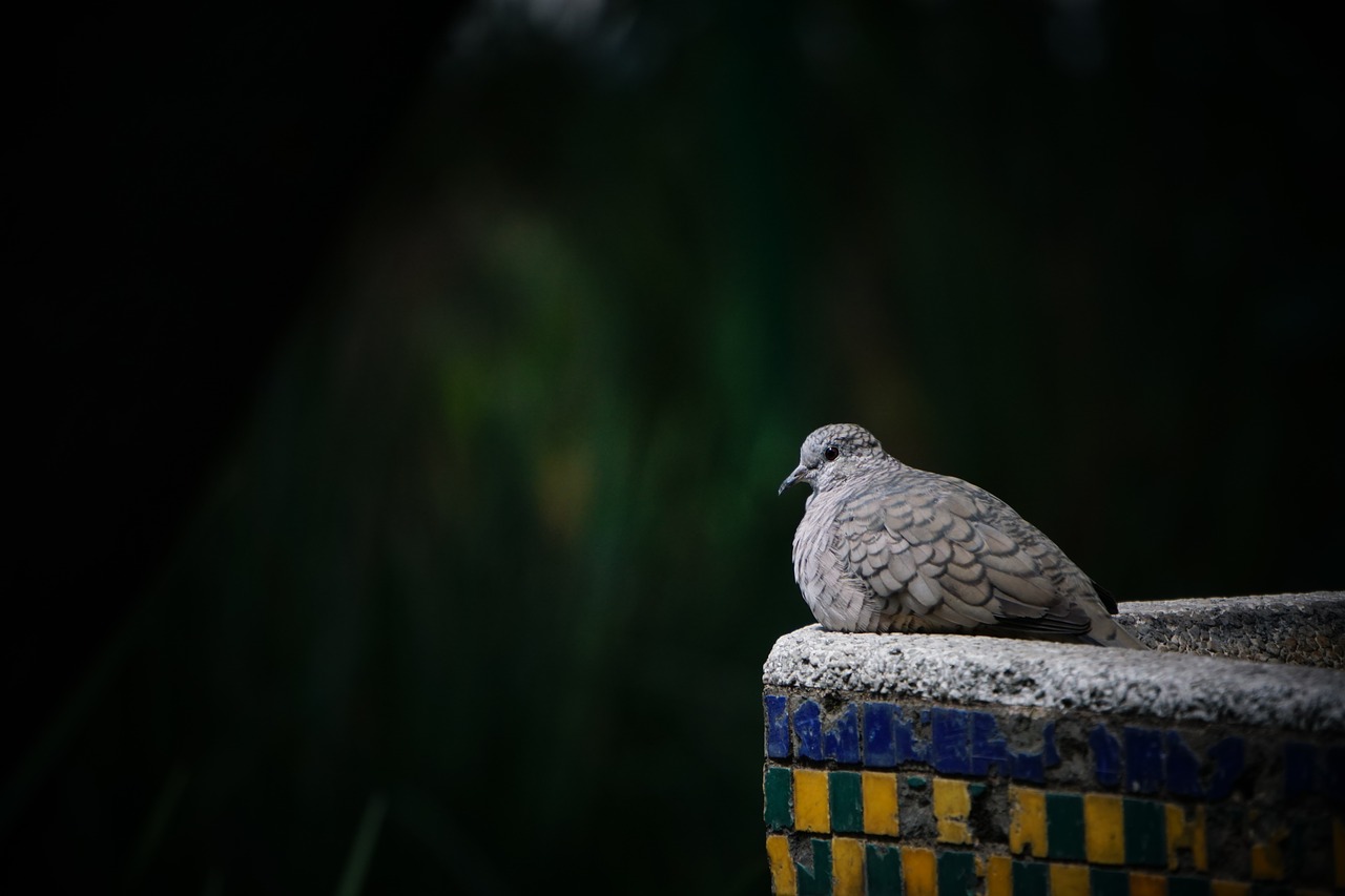 nature bird outdoor free photo