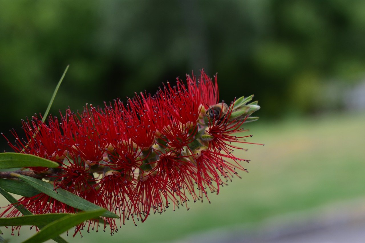 nature plant flower free photo