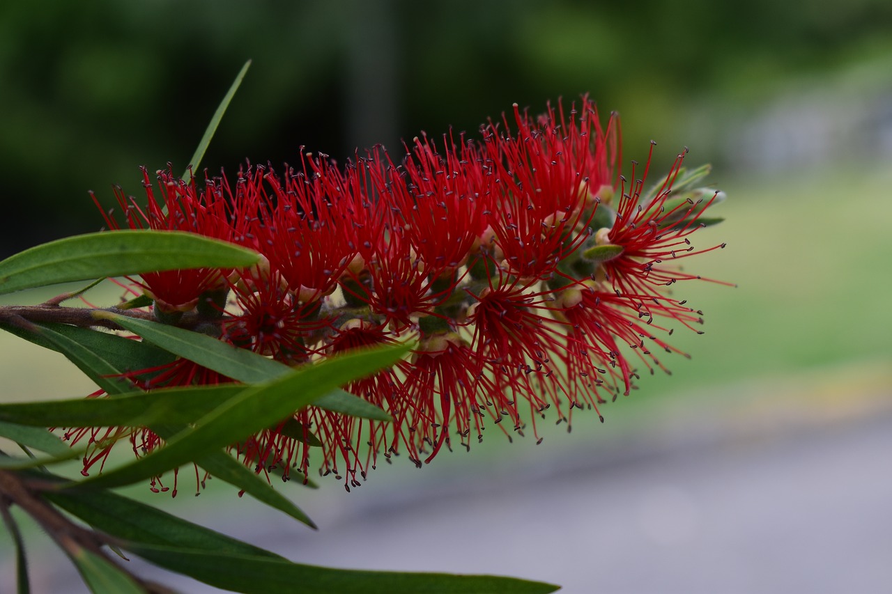 nature plant flower free photo