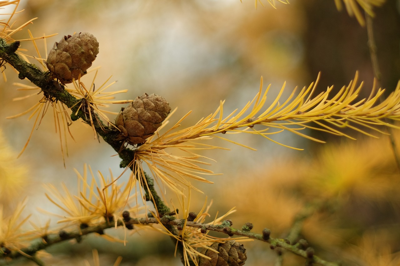 nature plant tree free photo