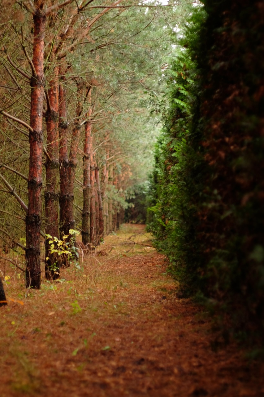 nature leaf tree free photo