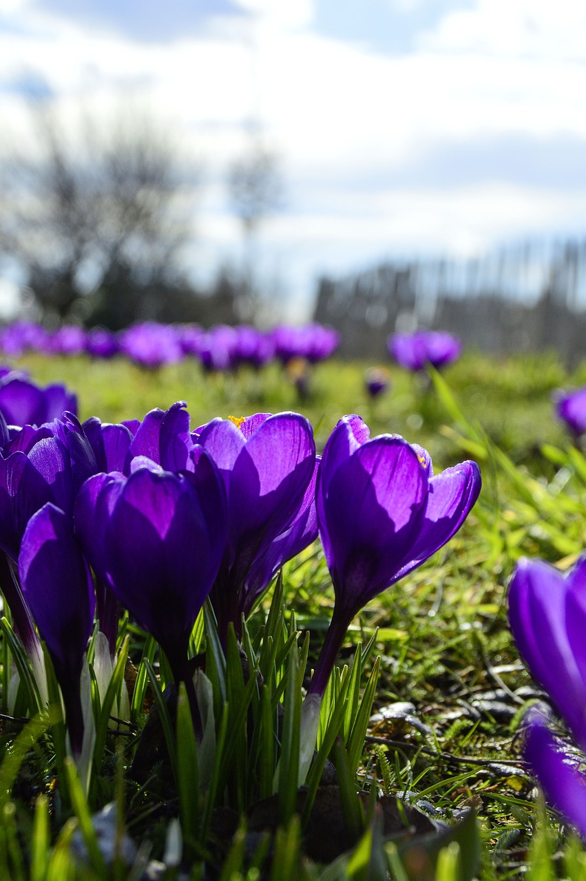 nature flower plant free photo