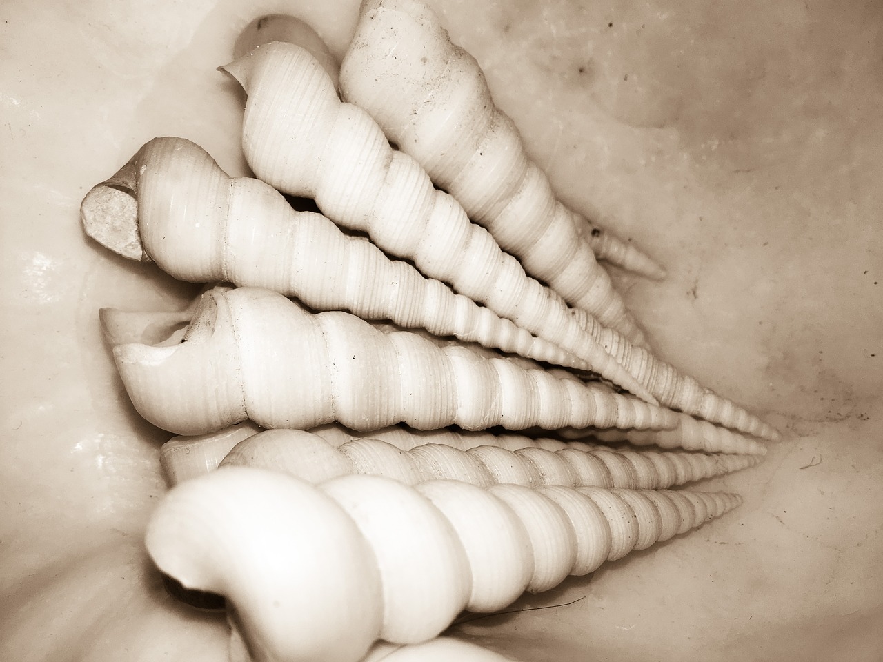 nature shells spirals free photo