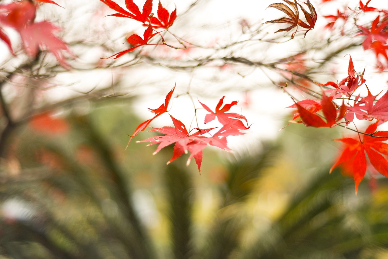 nature tree plant free photo