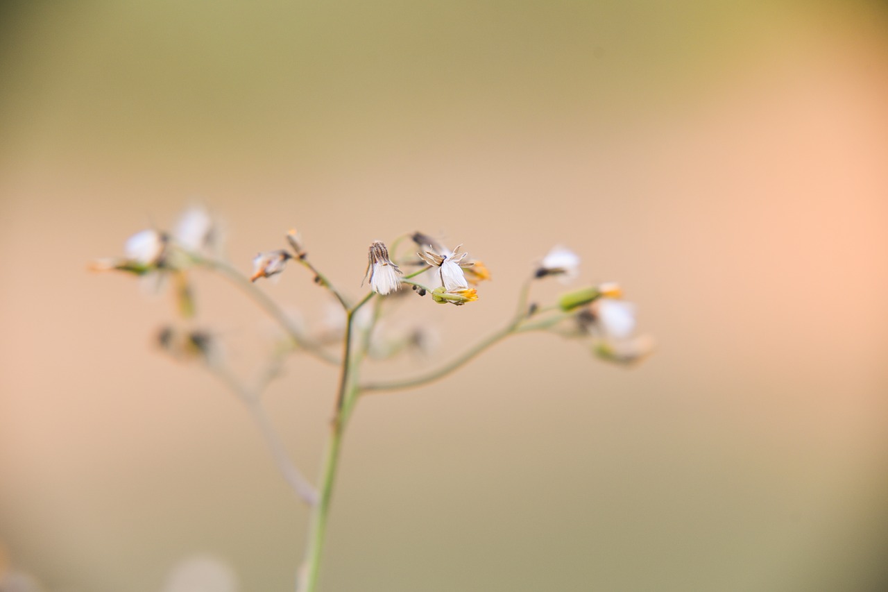 nature flower leaf free photo