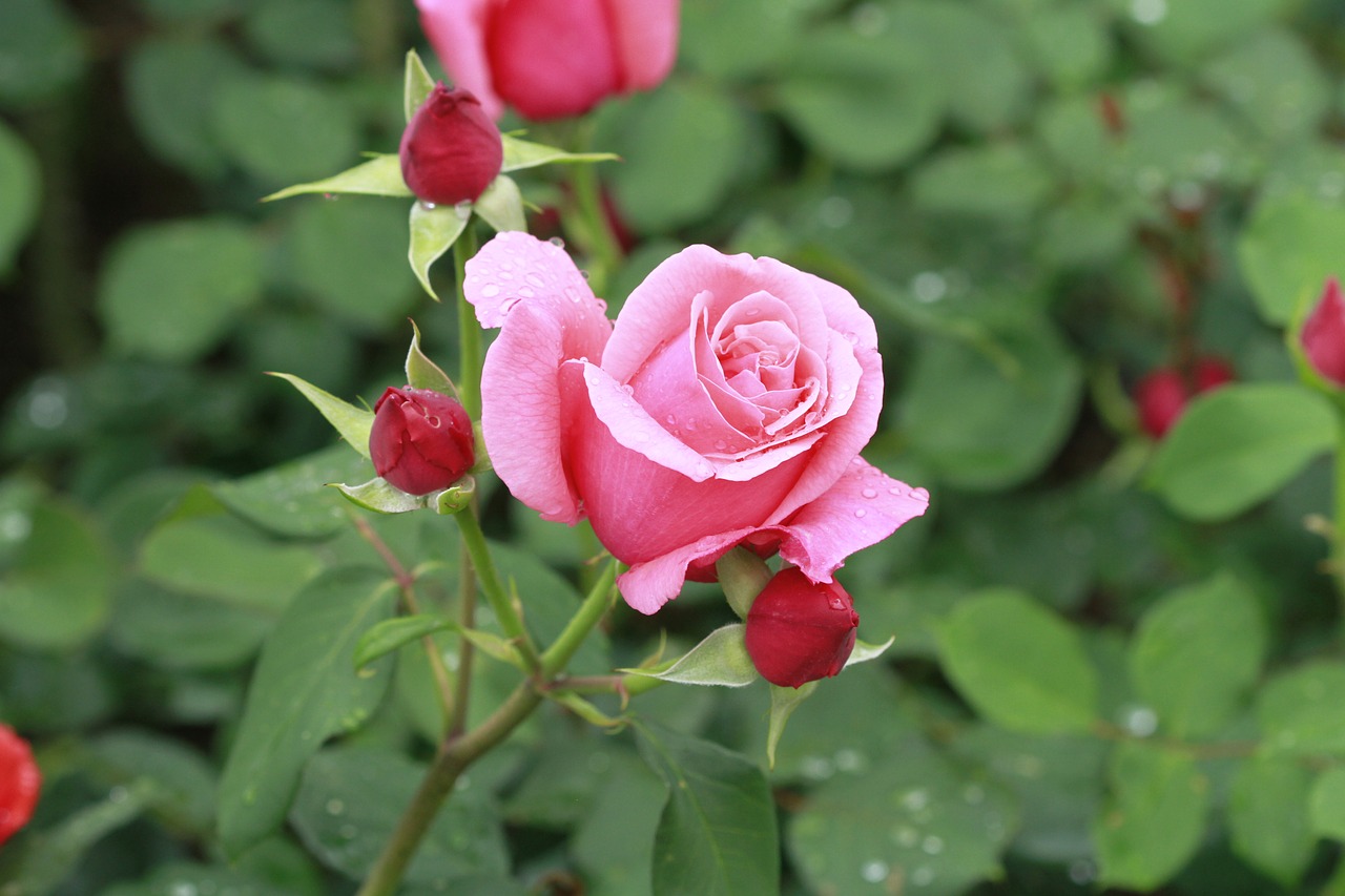 nature leaf flowers free photo