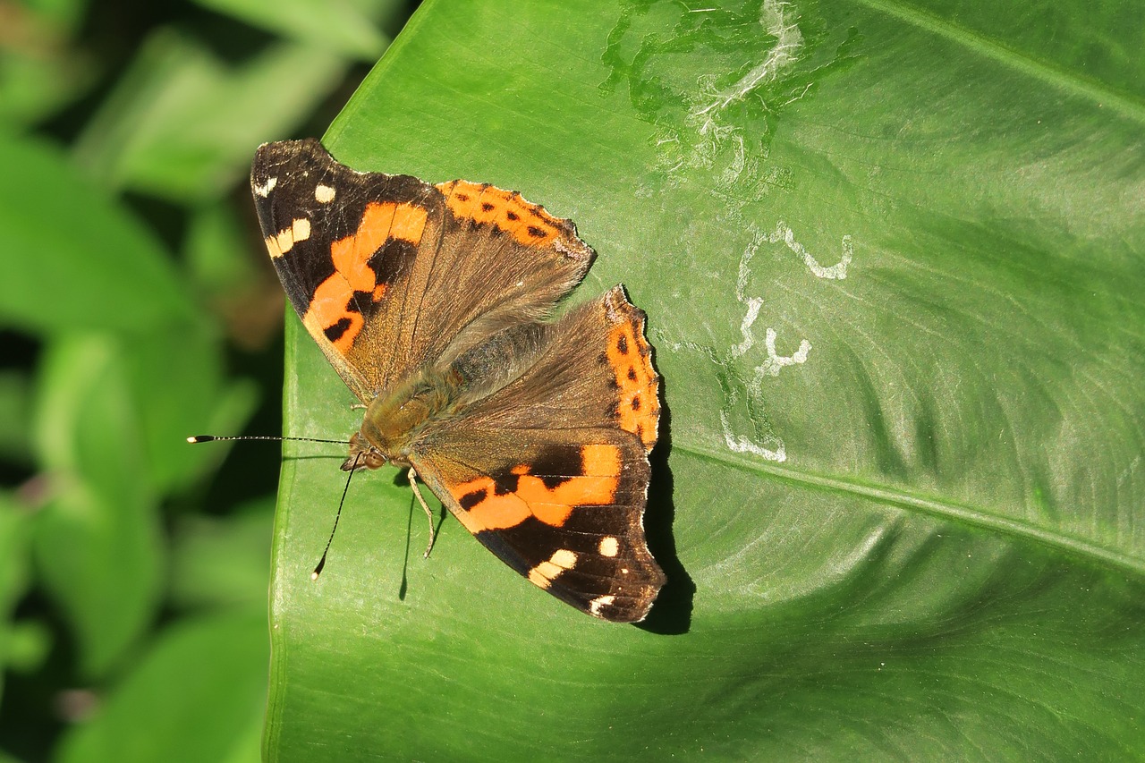 nature insect butterfly free photo