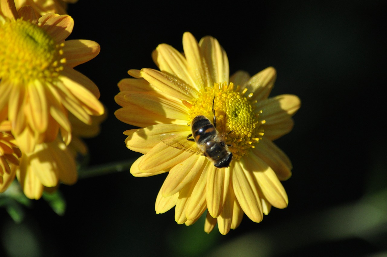 nature flower summer free photo