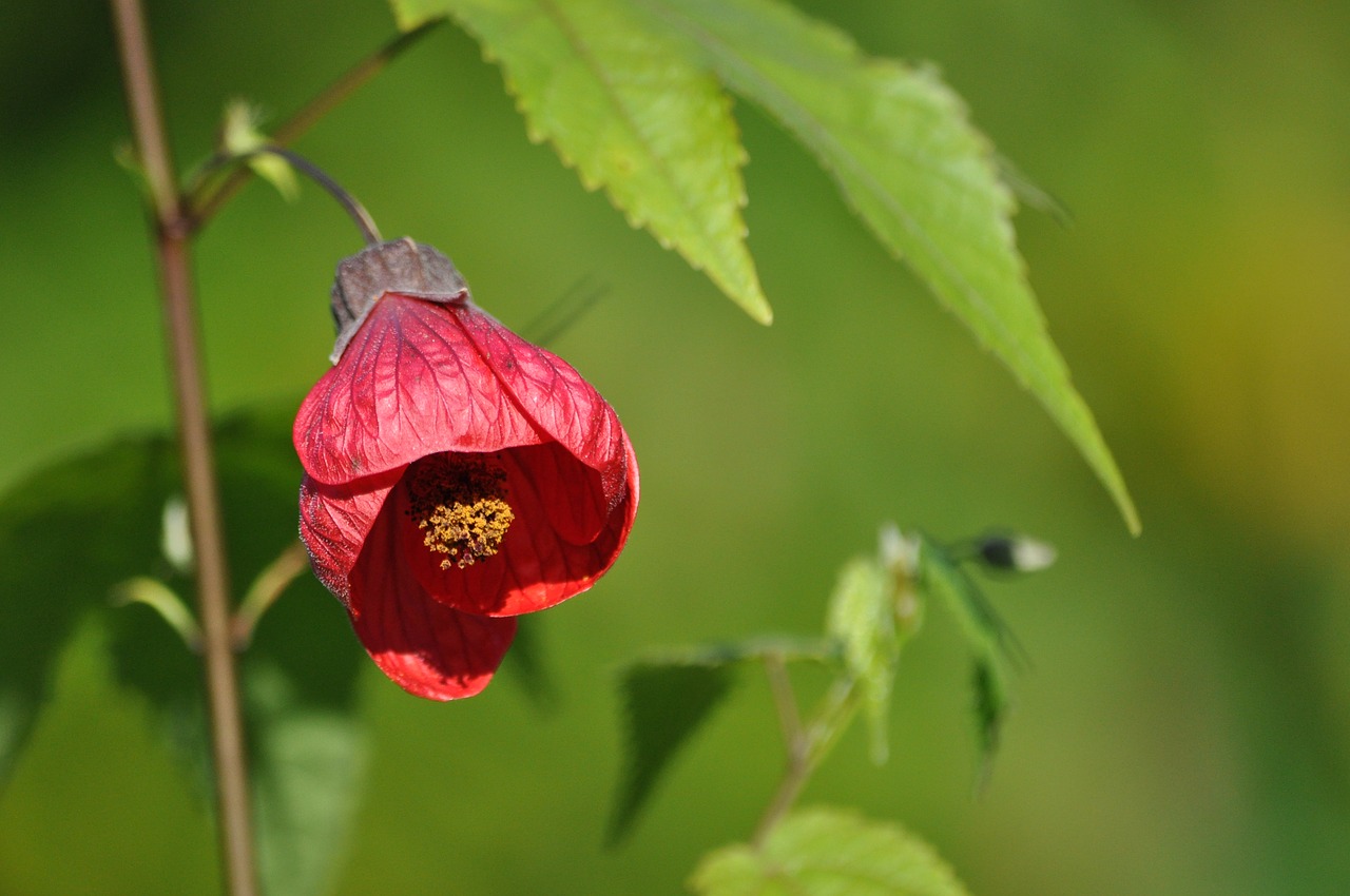 nature leaf plant free photo