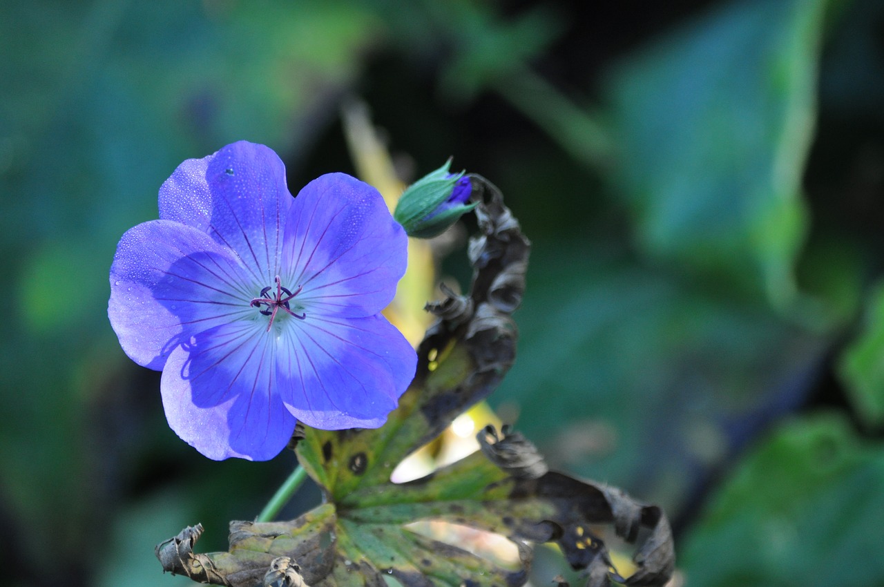 nature flower garden free photo