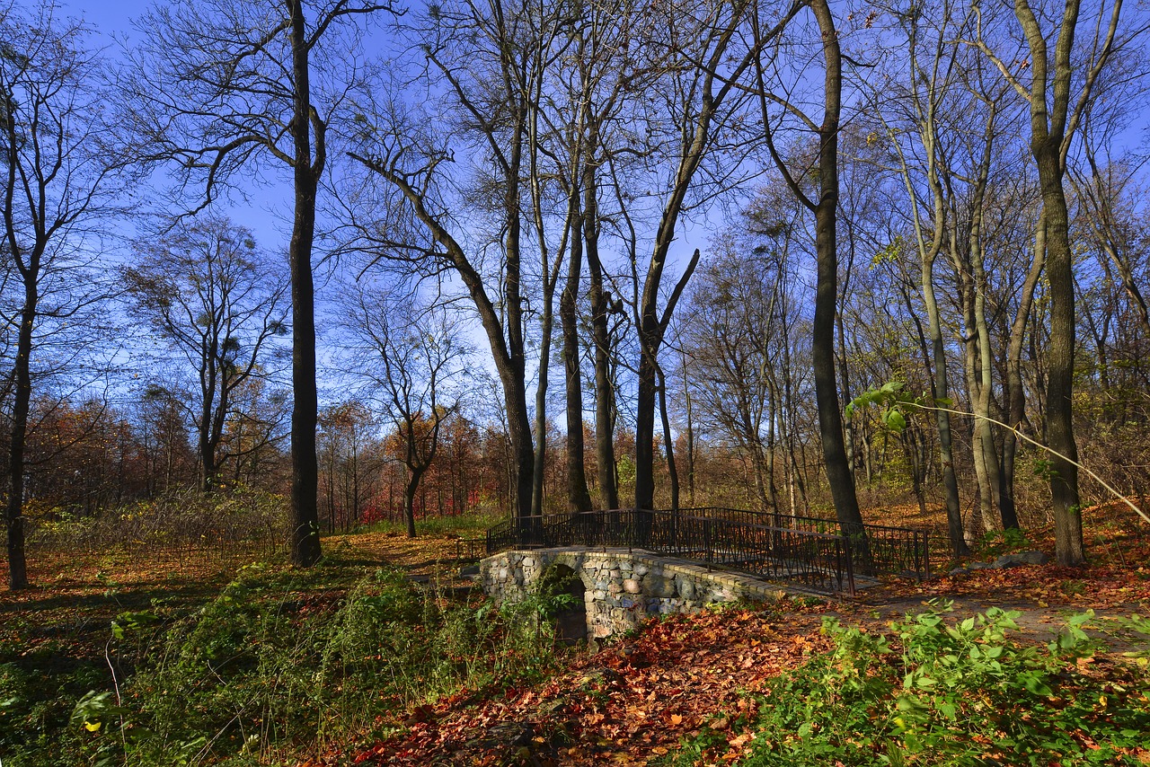 nature tree landscape free photo