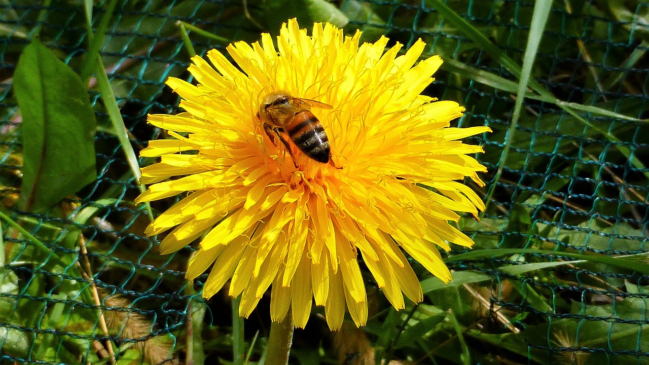 nature bee plant free photo