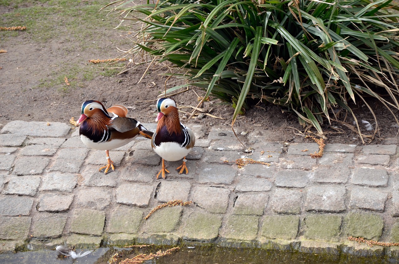 nature bird grass free photo