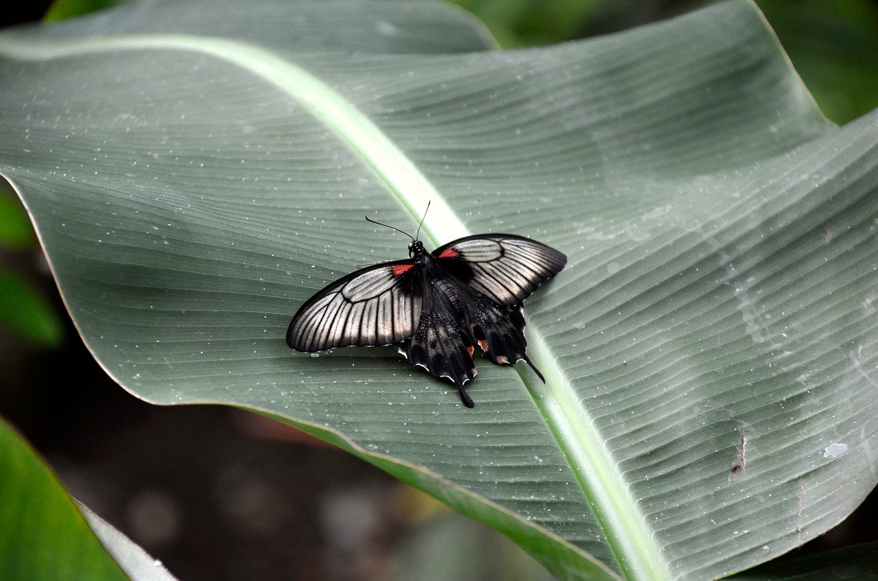 nature insect garden free photo