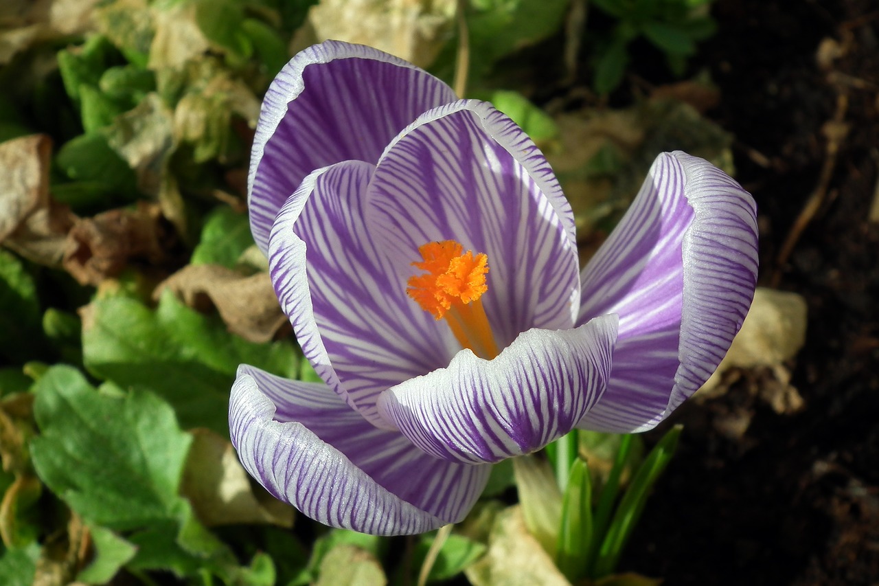 nature flower krokus free photo