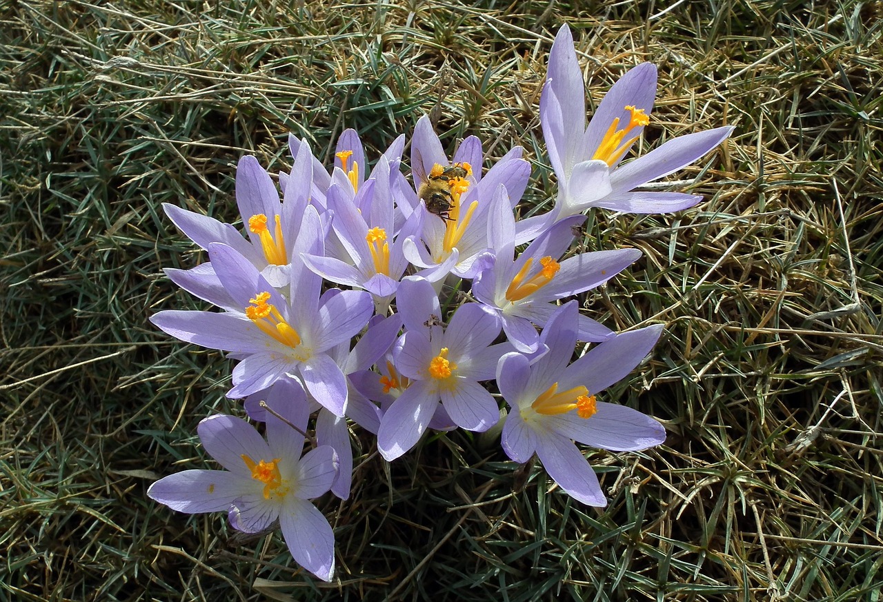 nature flower krokus free photo