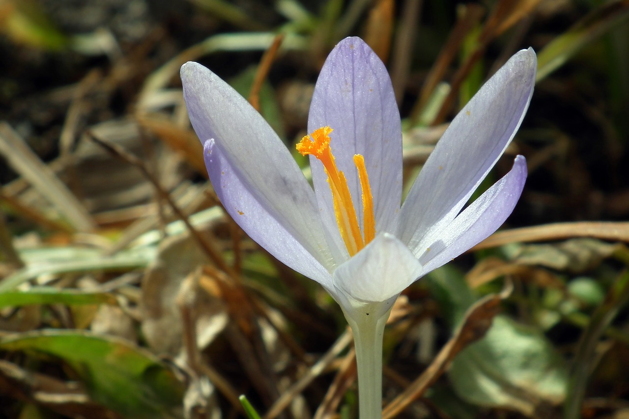 nature flower krokus free photo