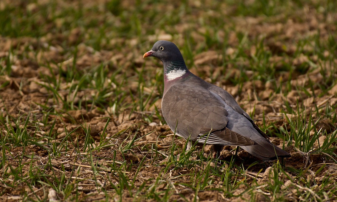 nature birds wild life free photo