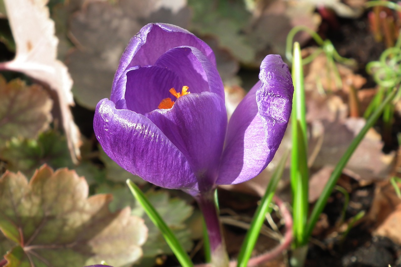 nature flower krokus free photo