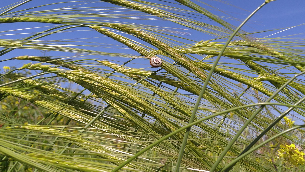 nature flora growth free photo