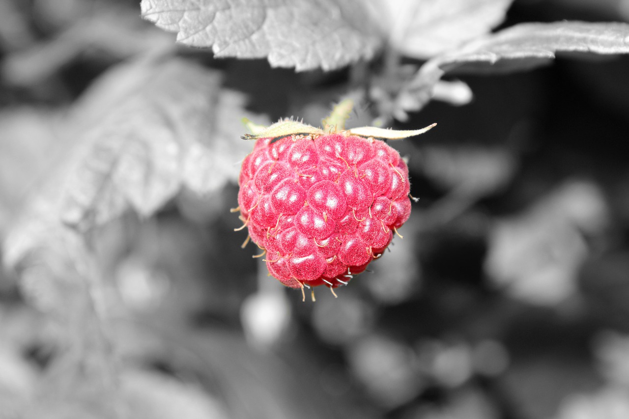 nature fruit leaf free photo