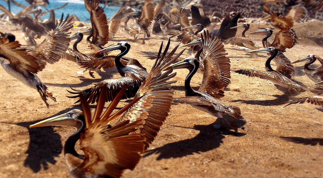 nature bird pelicans free photo