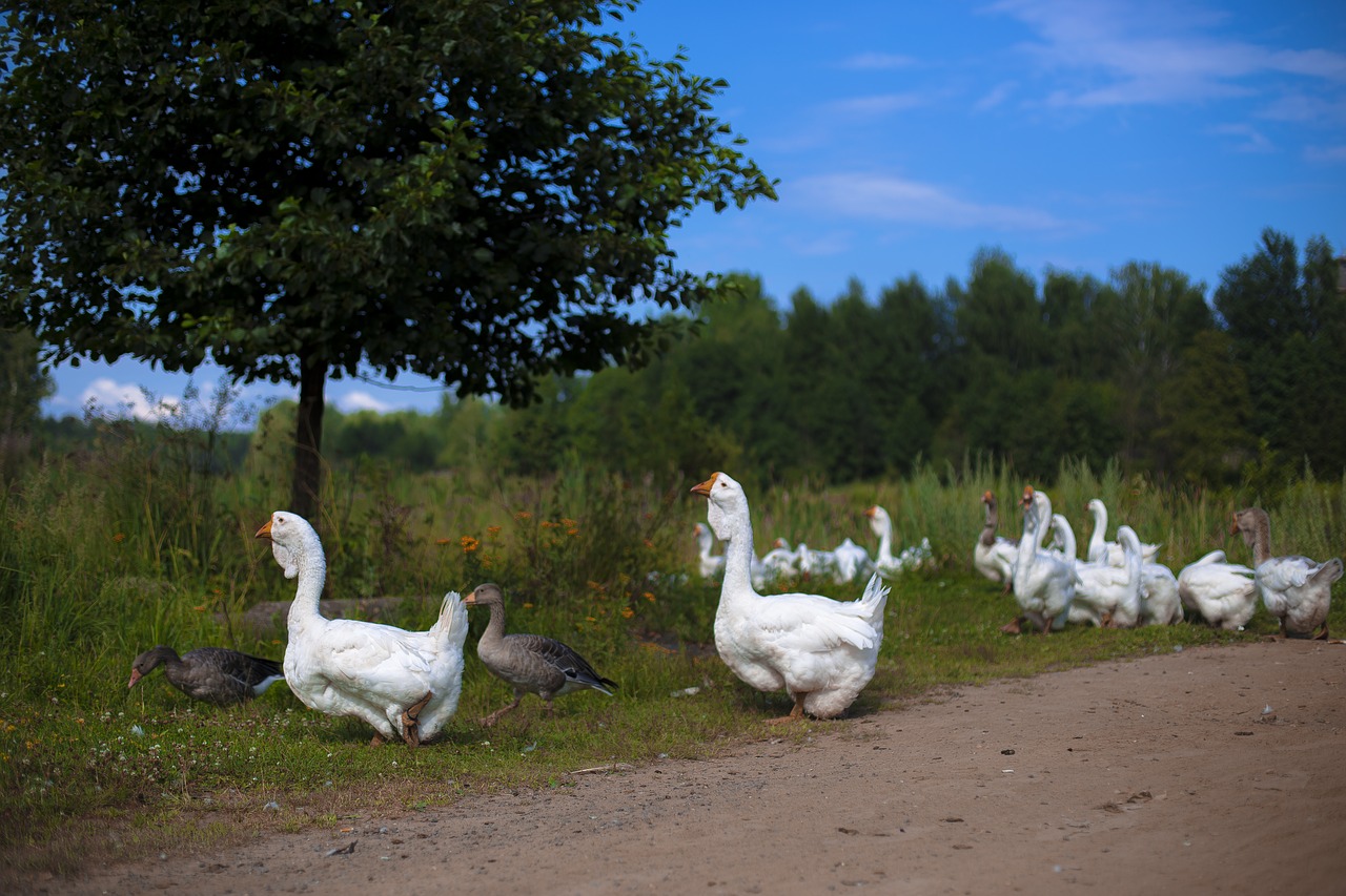 nature bird lake free photo